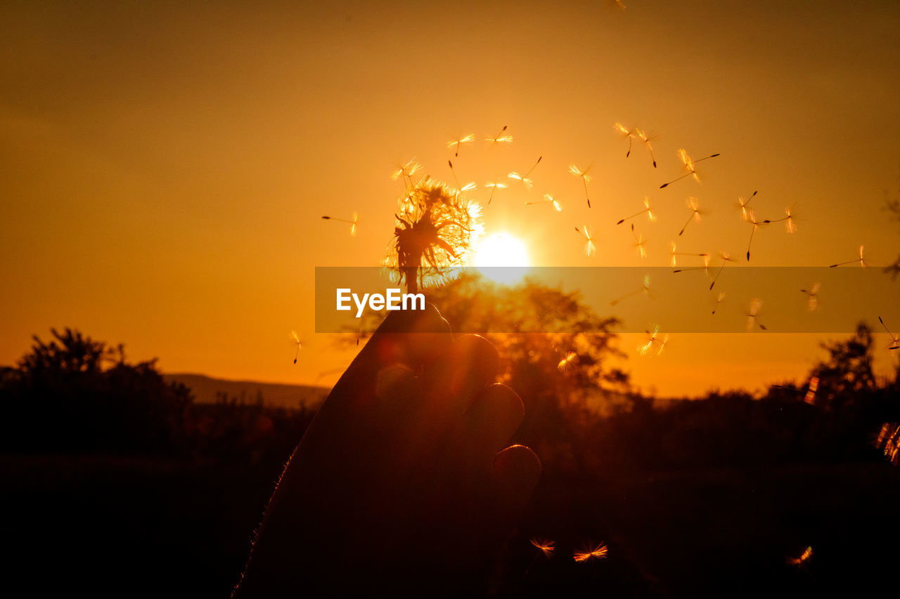 Cropped image of hand holding dandelion against sky during sunset