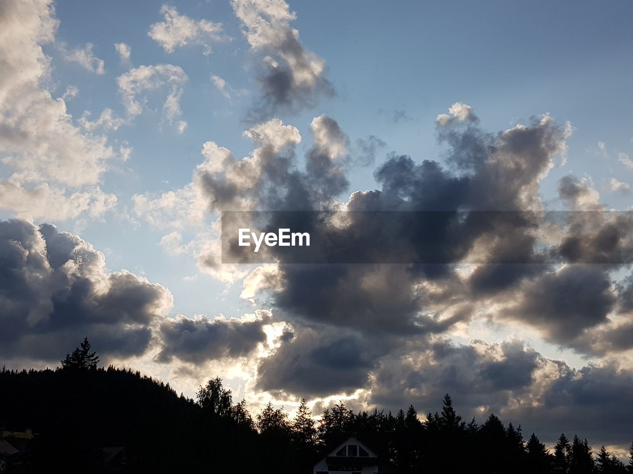 LOW ANGLE VIEW OF TREES AGAINST SKY