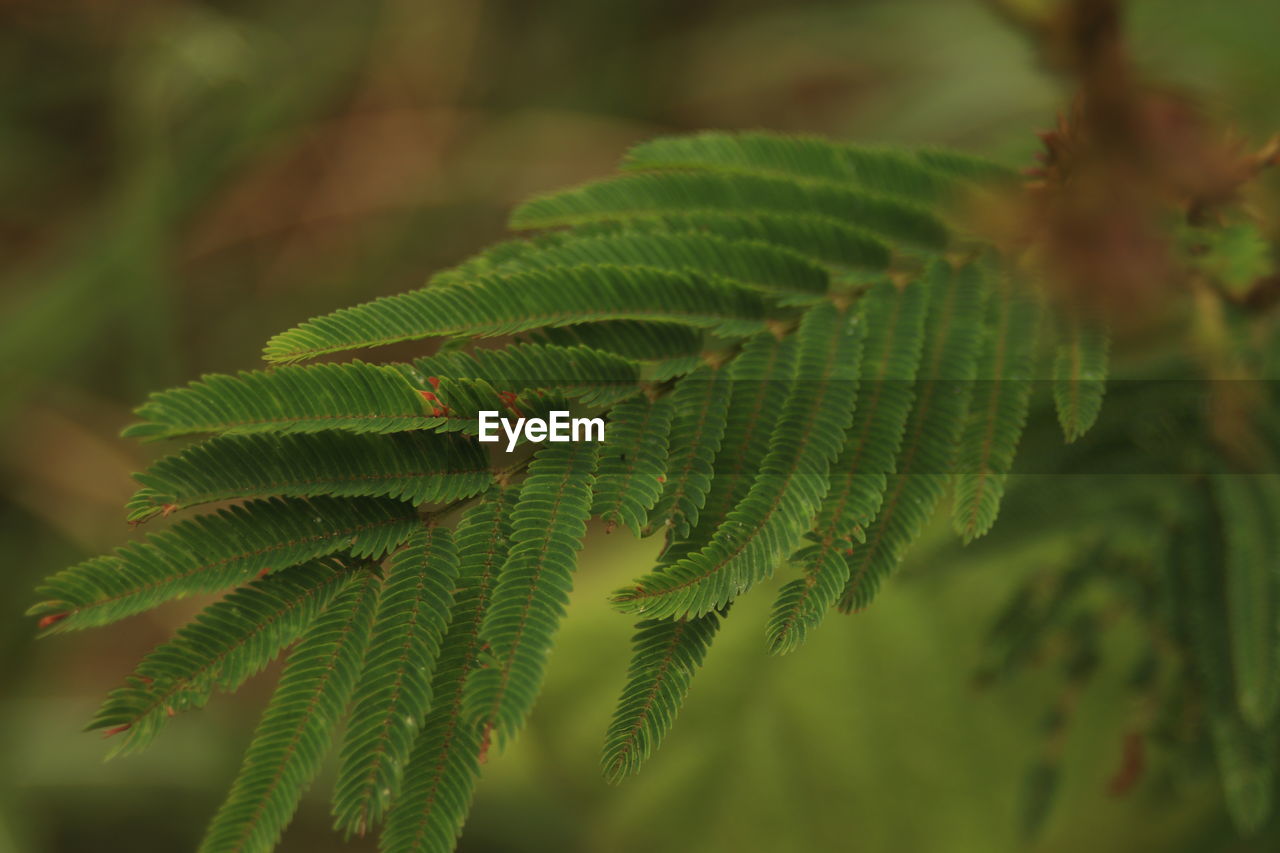 CLOSE-UP OF FERN LEAVES ON PLANT