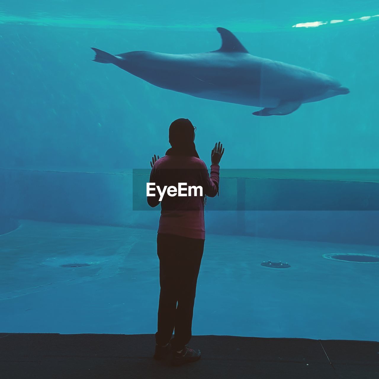 Rear view of woman looking at shark swimming in aquarium