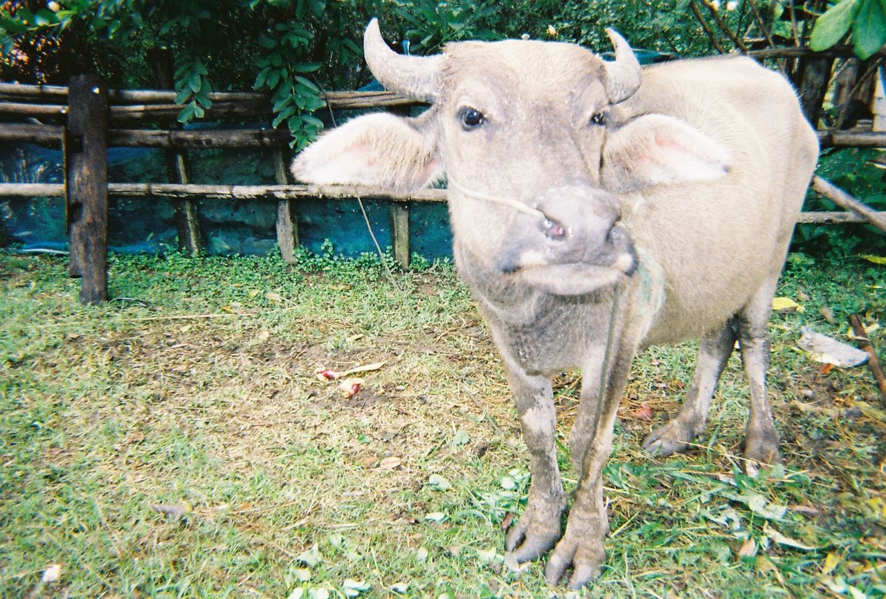 PORTRAIT OF SHEEP STANDING ON FIELD