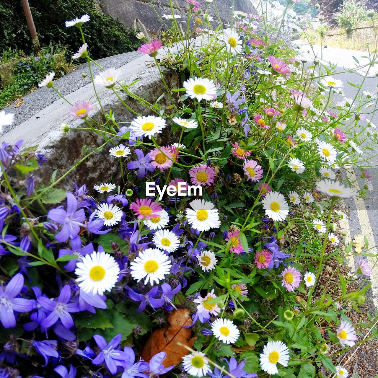 High angle view of purple flowering plants