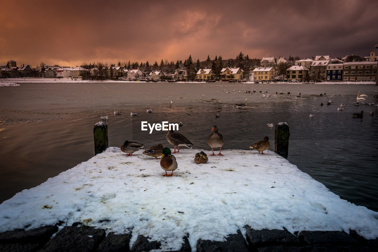 Ducks relaxing on a pier looking over a frozen lake, with reykjavik in the background