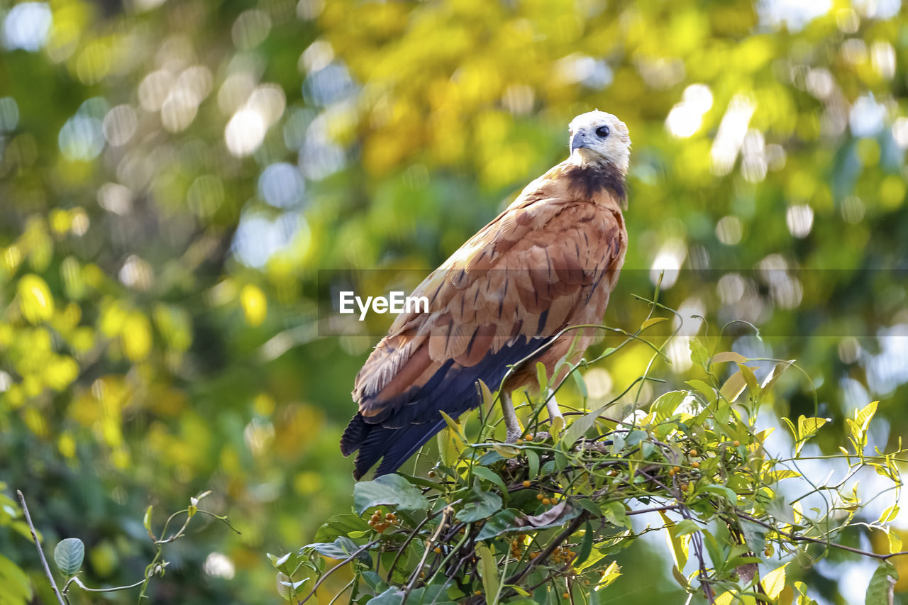 animal themes, animal, bird, animal wildlife, wildlife, one animal, tree, plant, nature, beak, bird of prey, perching, branch, beauty in nature, hawk, no people, outdoors, feather, environment, green, animal body part, leaf, plant part, full length, multi colored, focus on foreground, forest