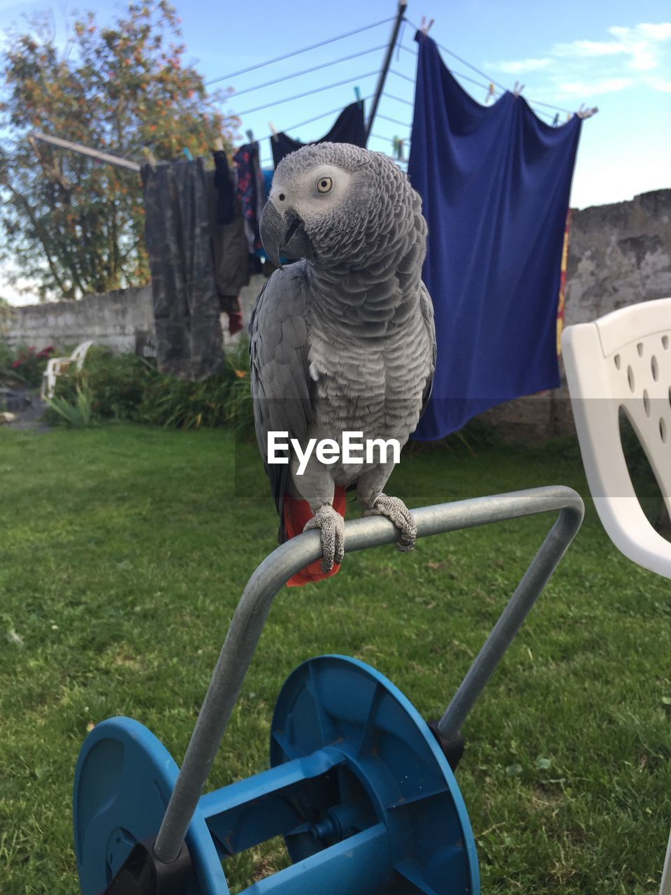 African grey parrot perching on lawn mower in yard