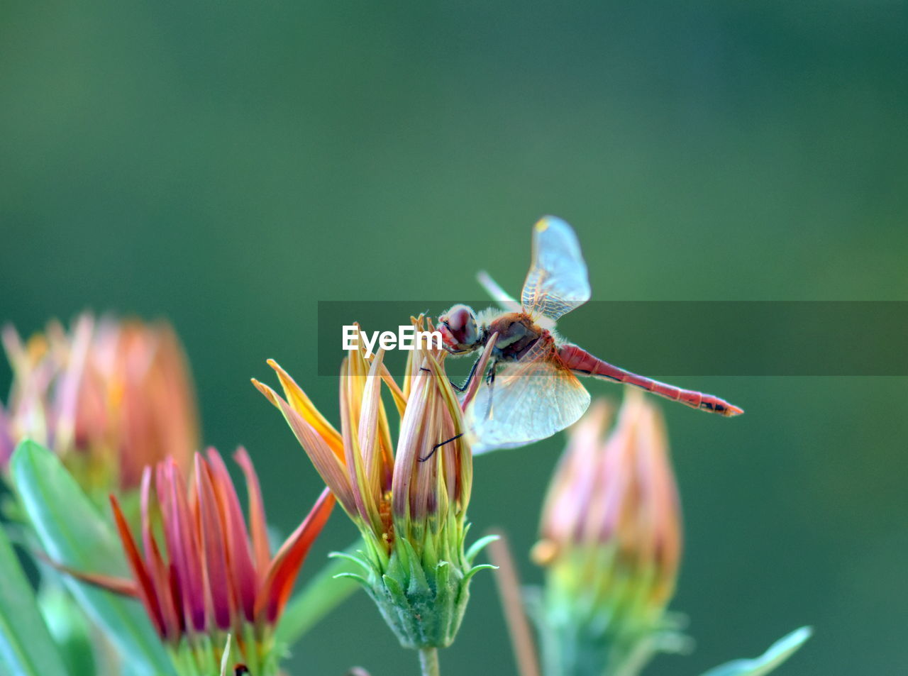 Close-up of  beautiful dragonfly on flower in the wild