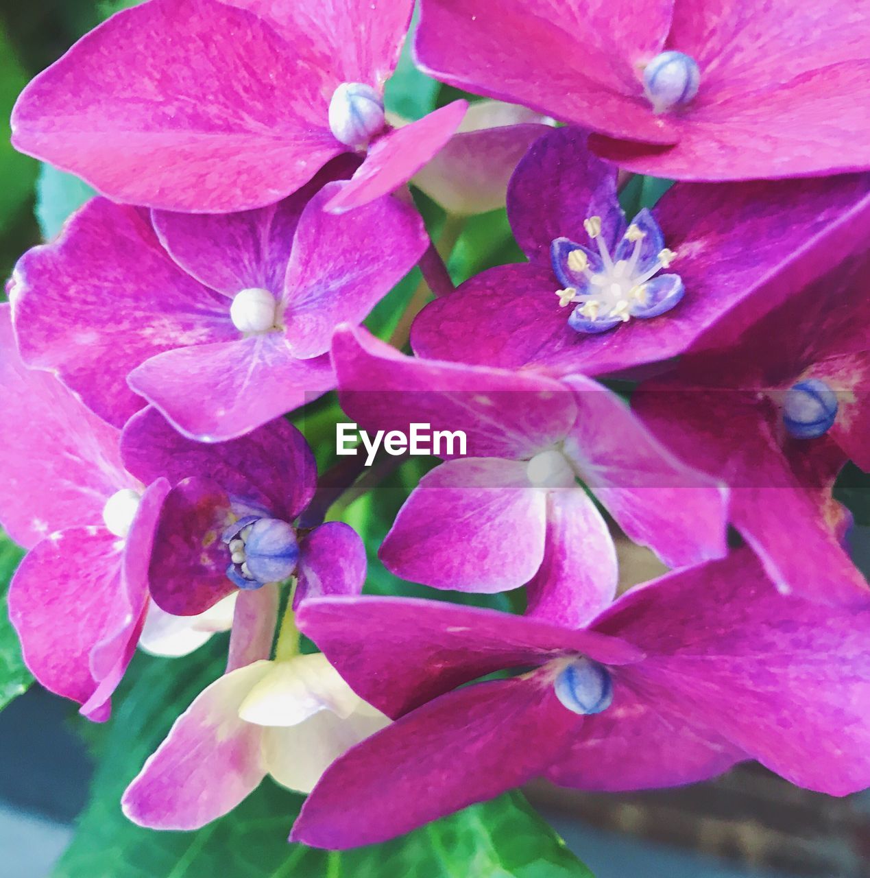 CLOSE-UP OF PINK FLOWER BLOOMING OUTDOORS