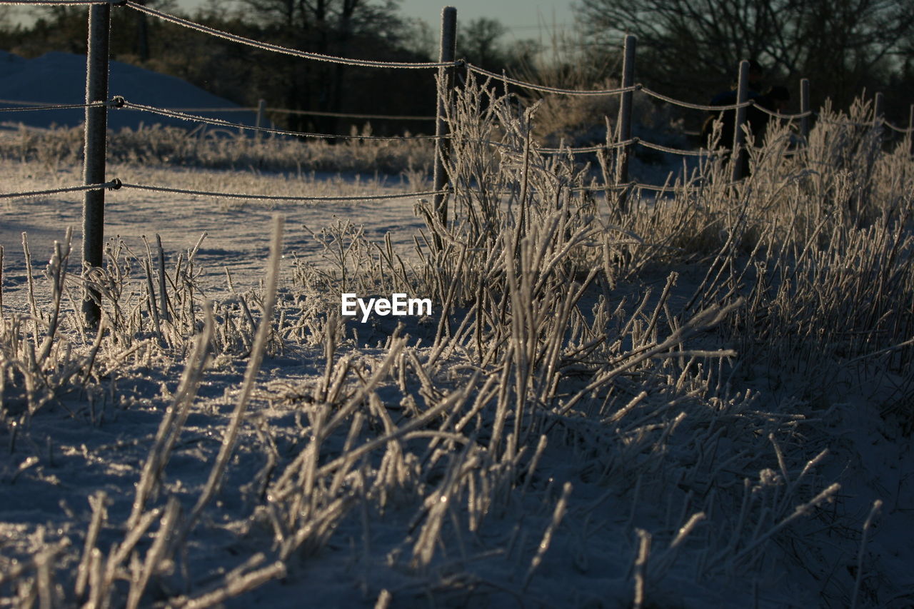 Frozen plants on field during winter