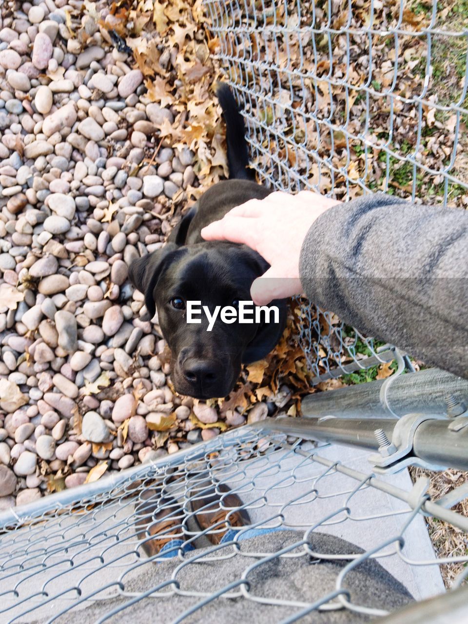 PORTRAIT OF PUPPY IN HAND