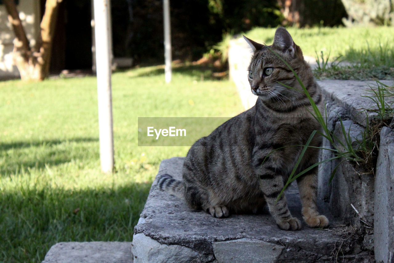 Cat on steps at yard