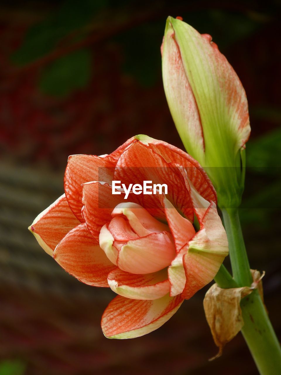 Close-up of day lily blooming outdoors