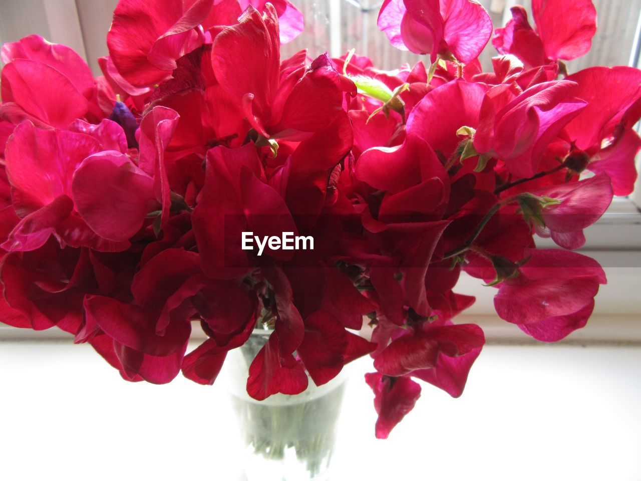 CLOSE-UP OF RED FLOWER