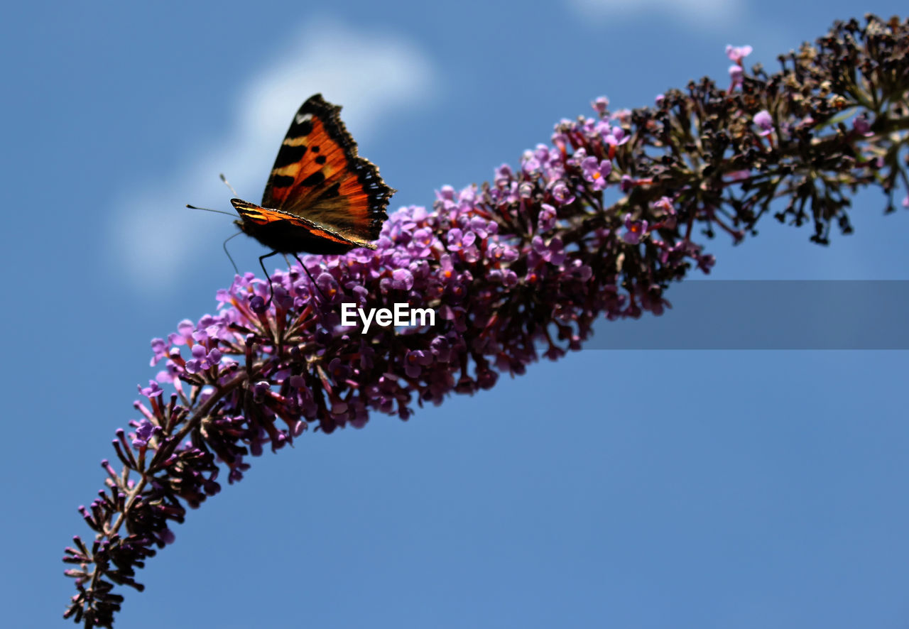 Butterfly pollinating on purple flower