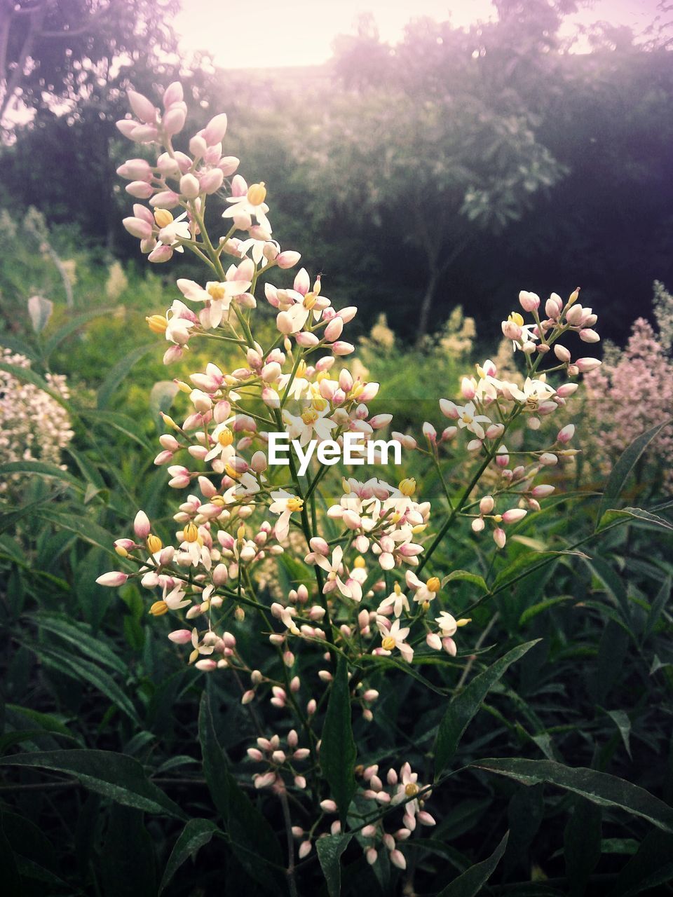 CLOSE-UP OF FLOWERS BLOOMING IN SUNLIGHT