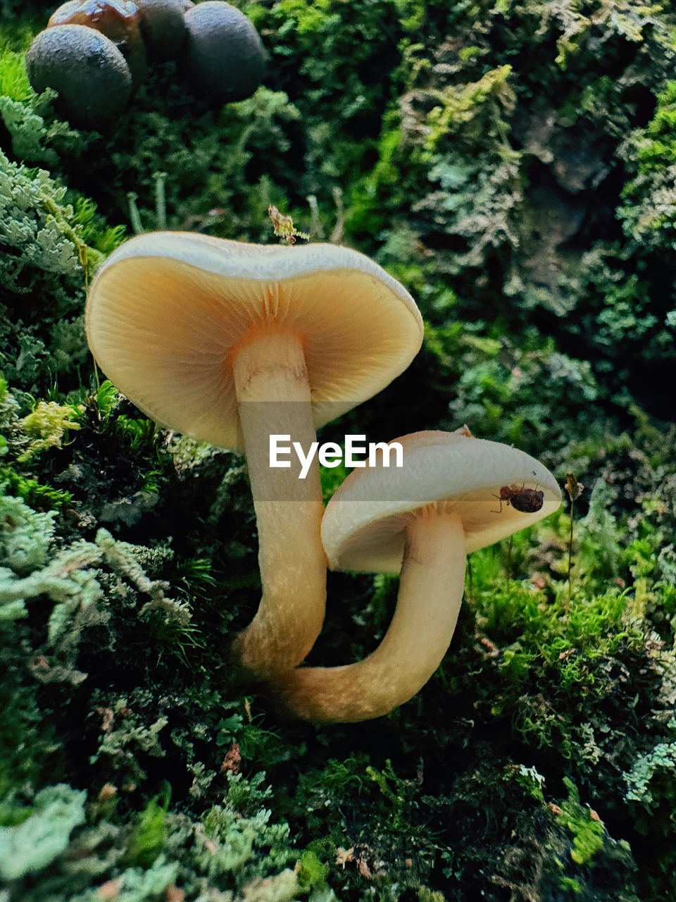 close-up of mushrooms growing on tree