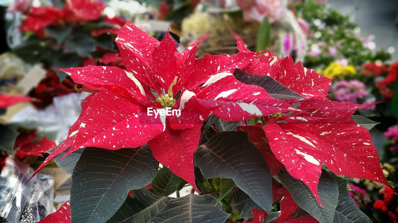 CLOSE-UP OF WATER DROPS ON RED FLOWERS