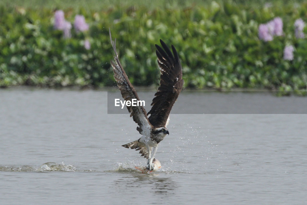 BIRDS FLYING OVER LAKE