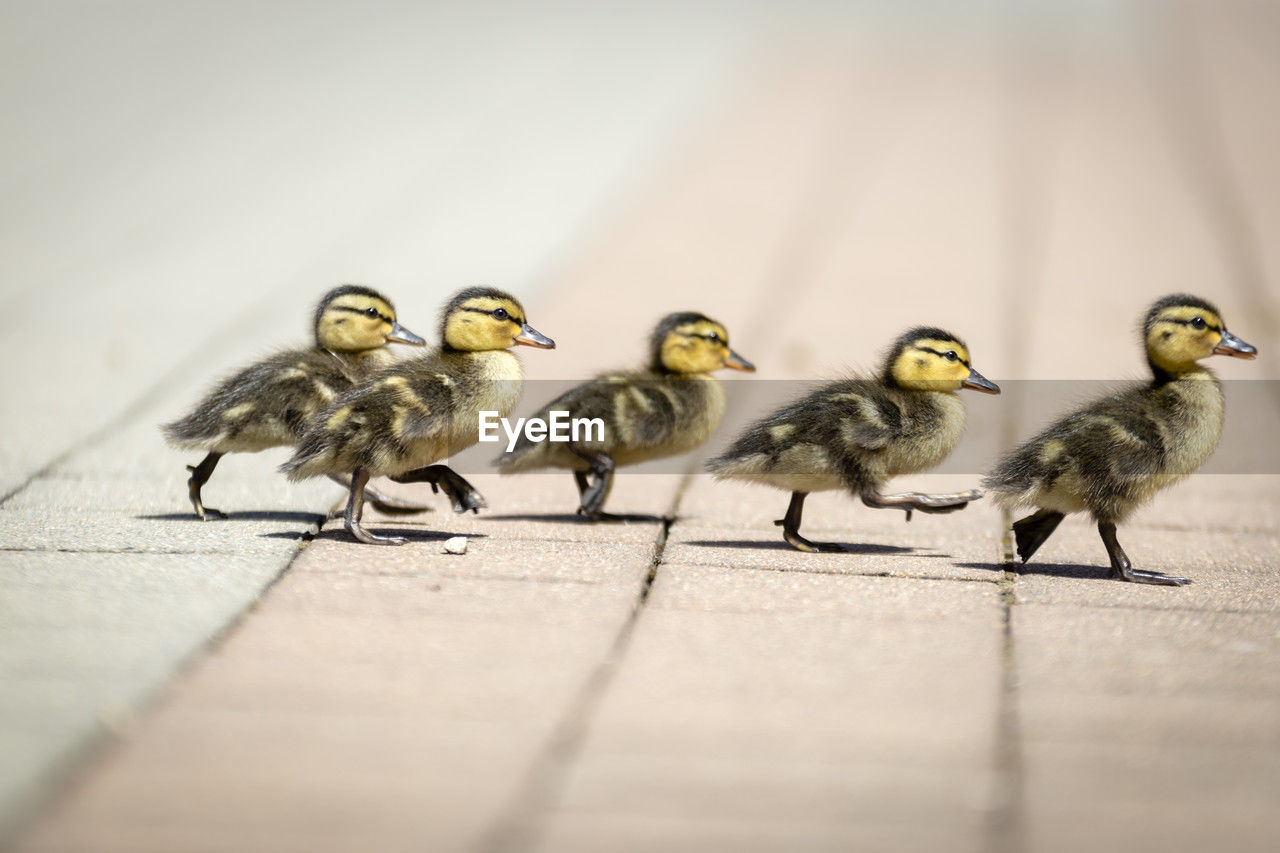 animal, animal themes, bird, group of animals, animal wildlife, close-up, yellow, wildlife, macro photography, no people, selective focus, in a row, beak, nature
