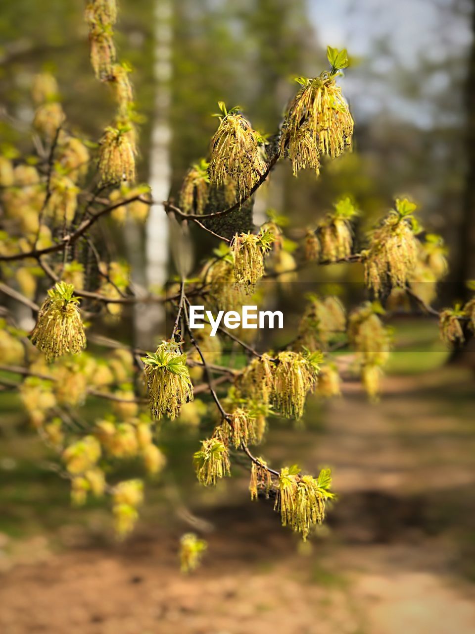 Close-up of flowering plant on field