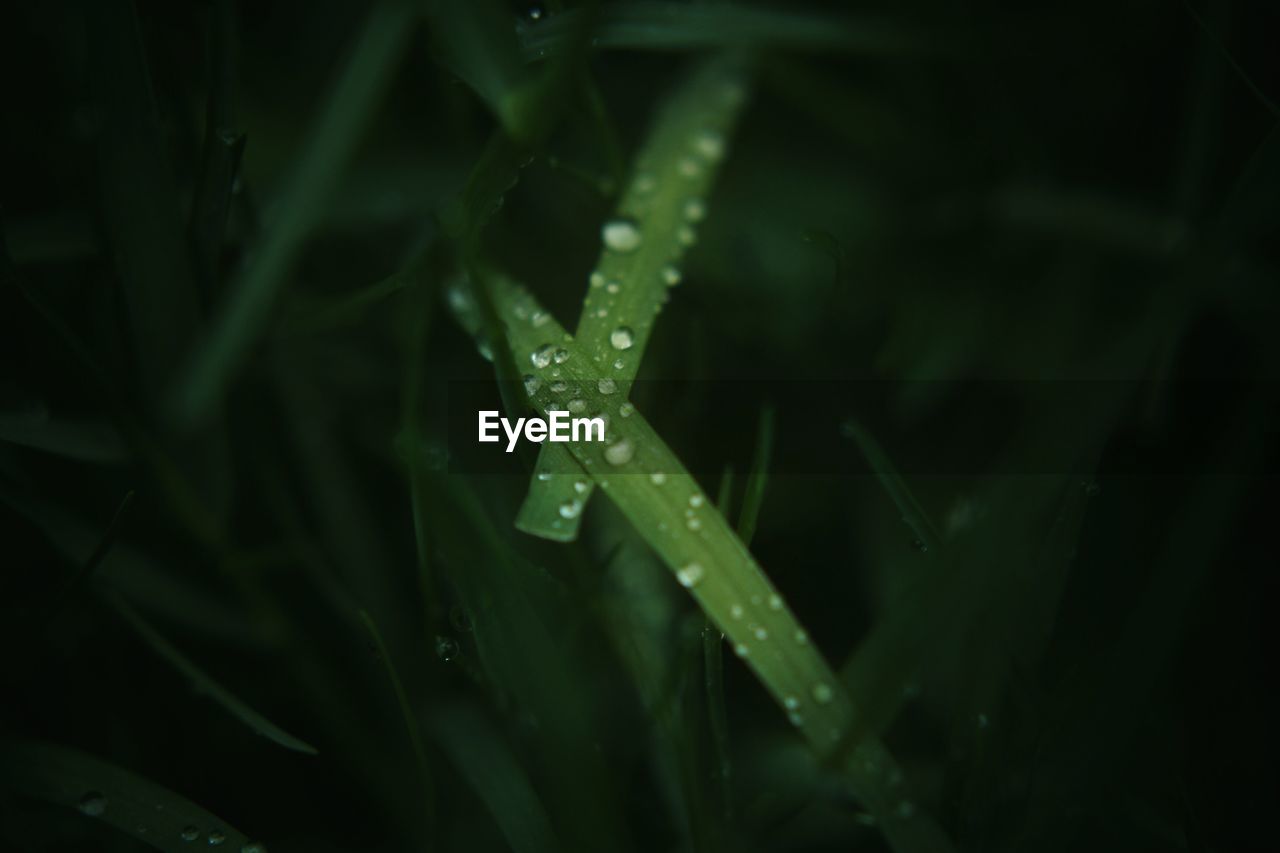 Close-up of water drops on plants