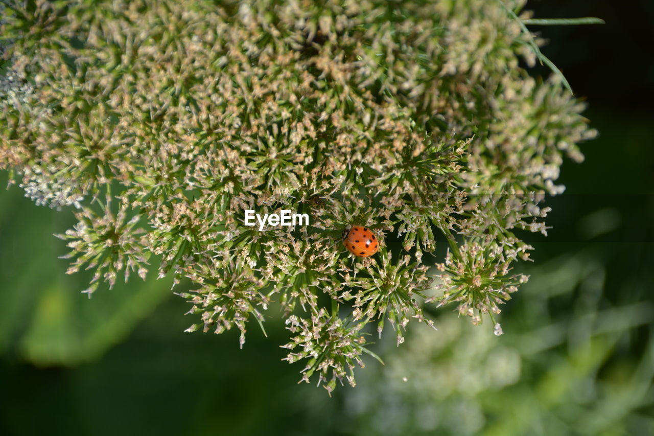 Close-up of ladybug on plant