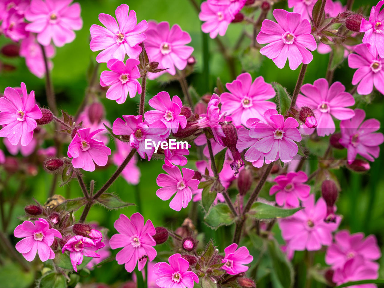 Close-up of pink flowering plants