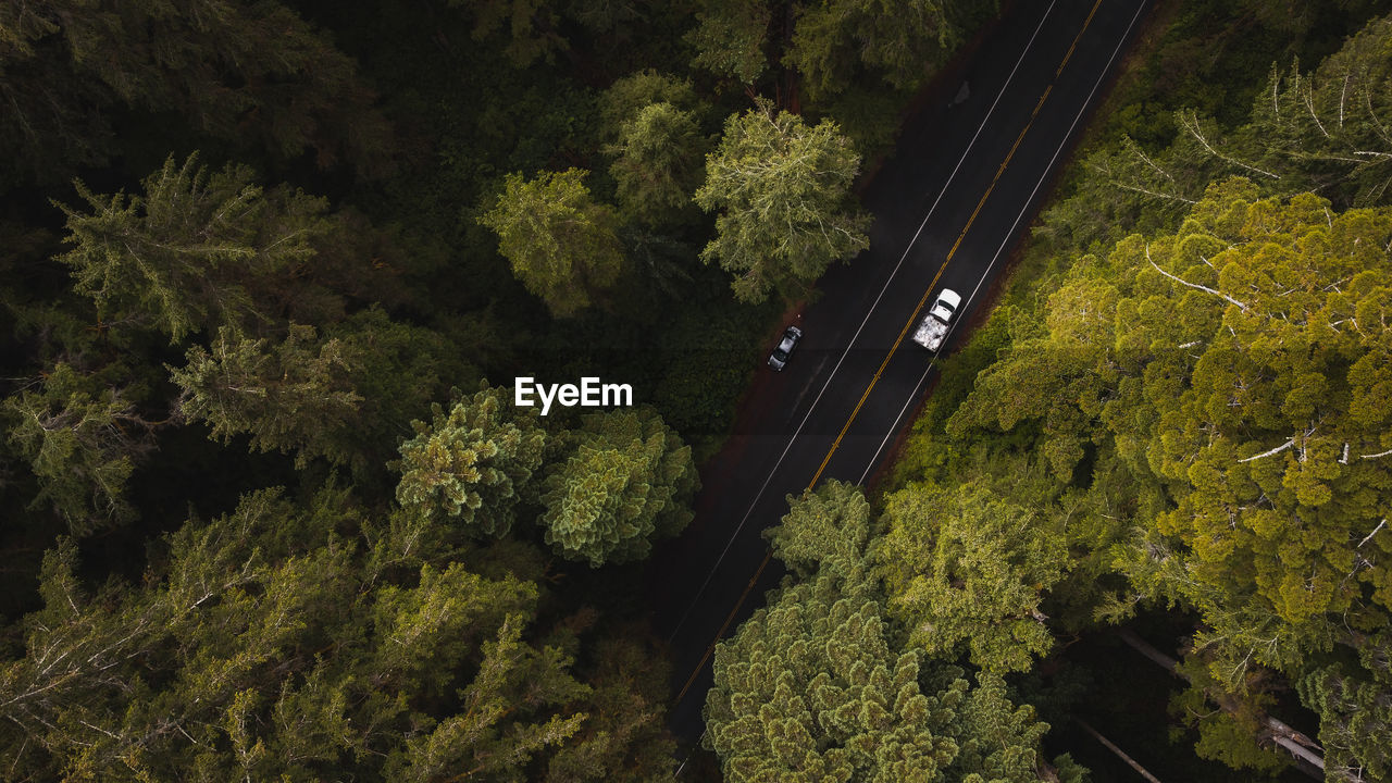 Aerial view of cars driving on forest road amongst giant redwood trees