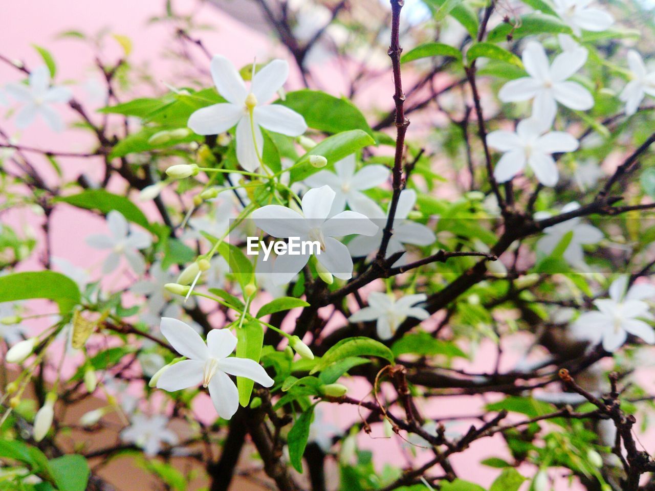 Close-up of white flowers