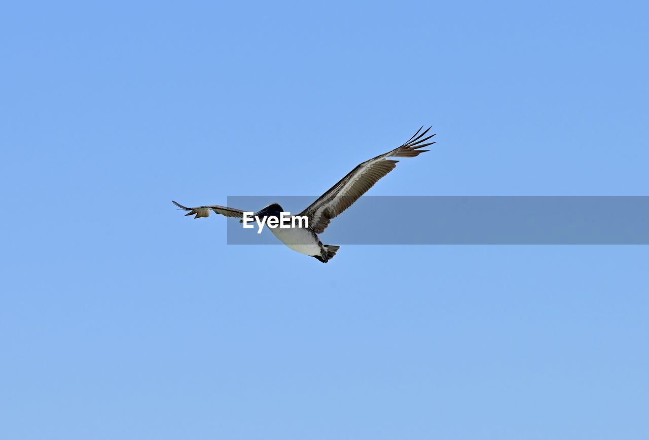 flying, animal, animal themes, animal wildlife, wildlife, bird, sky, blue, clear sky, spread wings, one animal, mid-air, no people, nature, animal body part, low angle view, motion, wing, sunny, copy space, outdoors, day, animal wing, bird of prey