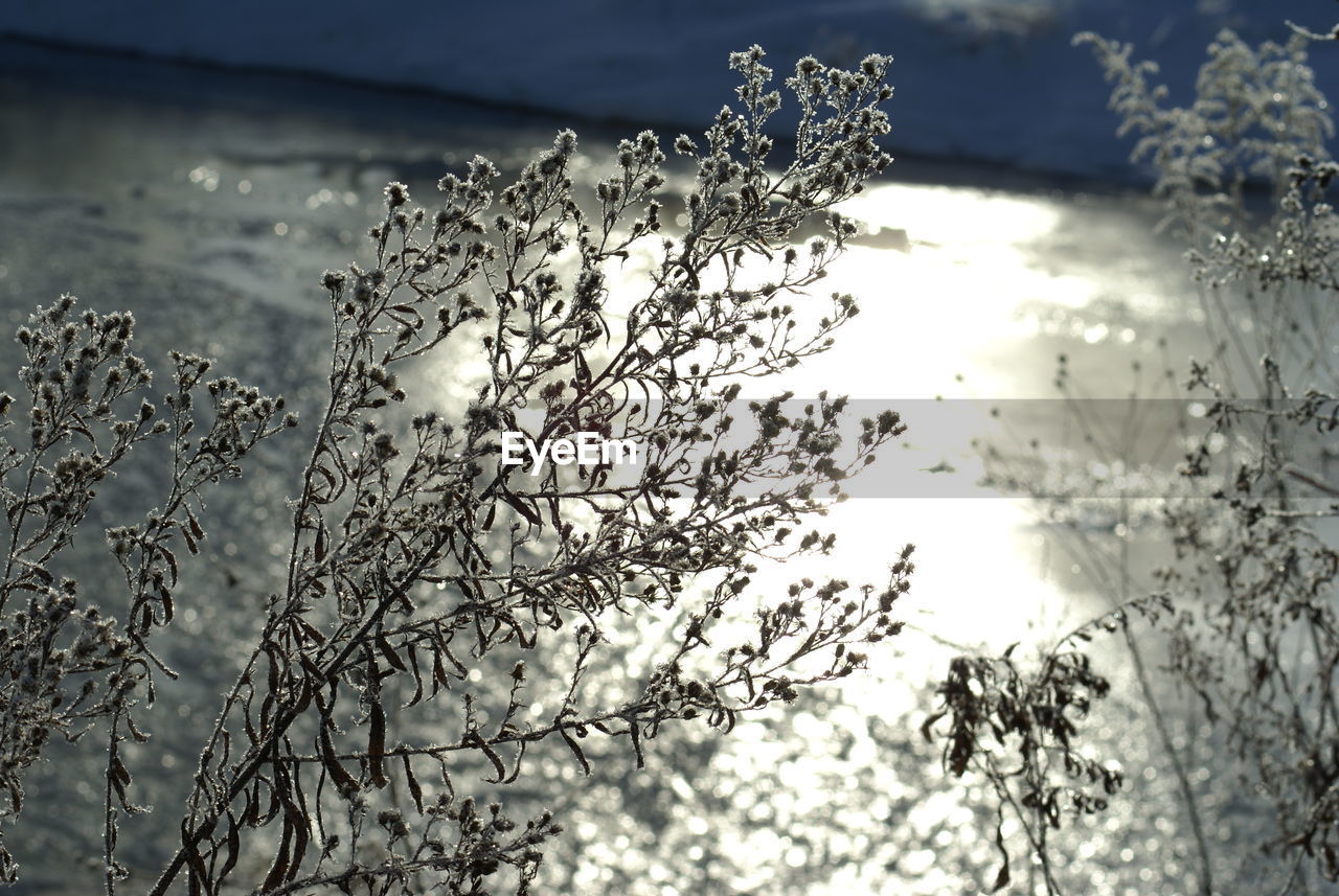 CLOSE-UP OF FROZEN PLANTS