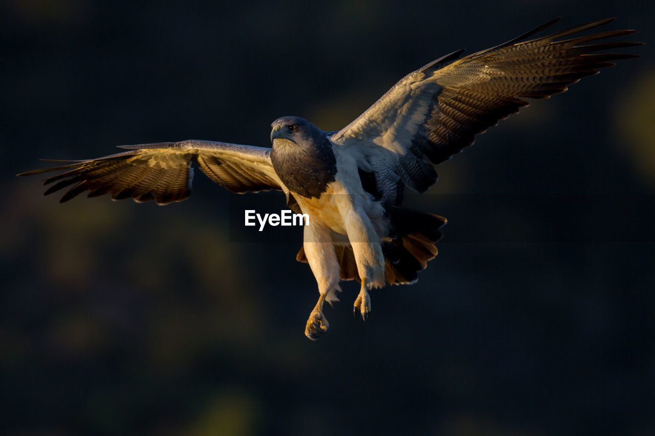 Close-up of eagle flying outdoors