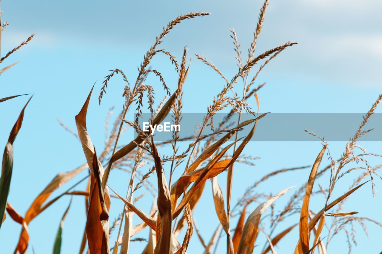 grass, plant, sky, nature, field, growth, branch, cereal plant, crop, prairie, agriculture, food, no people, blue, food and drink, landscape, beauty in nature, rural scene, outdoors, day, land, close-up, sunlight, plant stem, corn, flower, tree, low angle view, environment, tranquility, wheat, focus on foreground, cloud