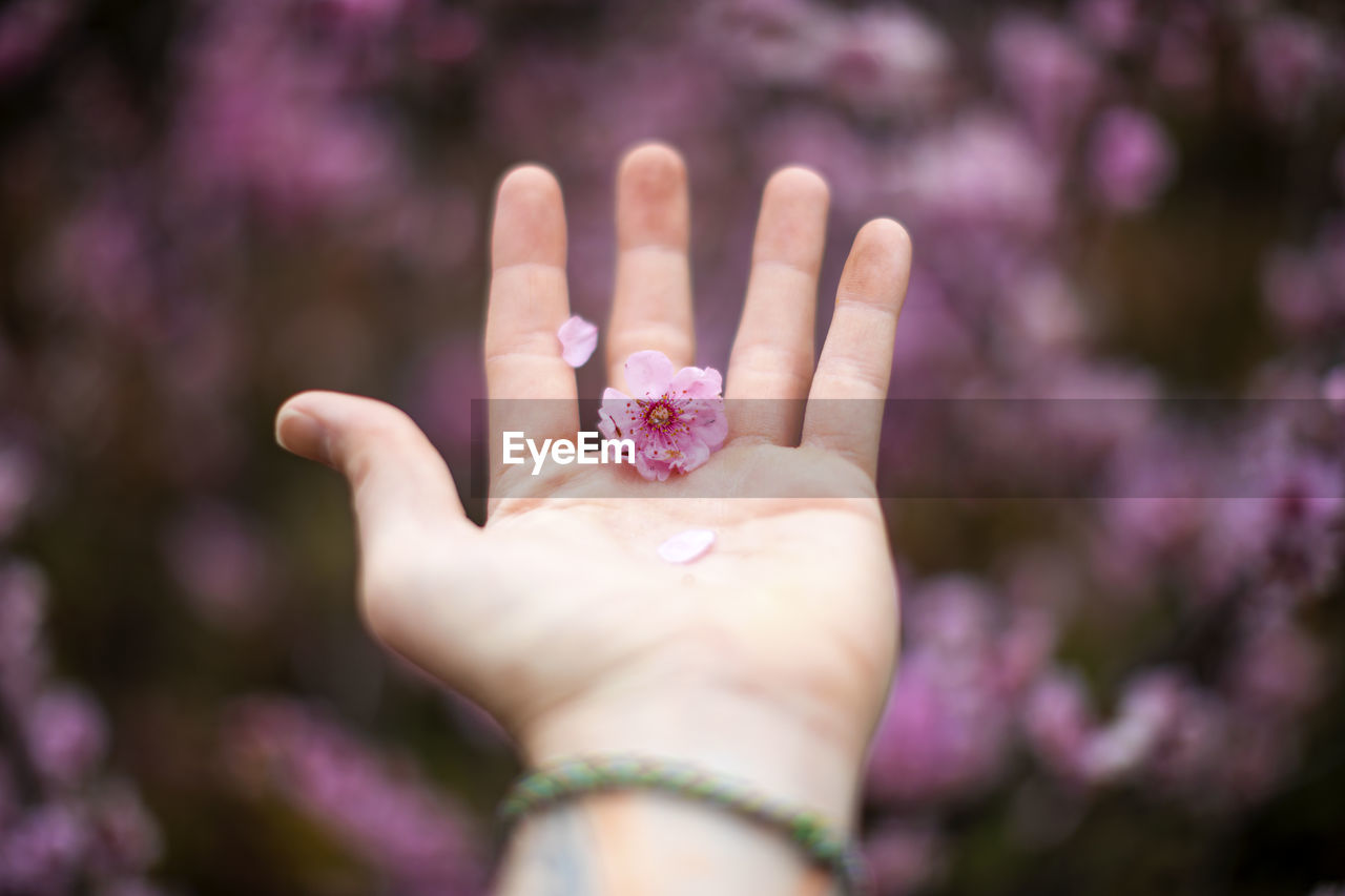 Close-up of woman hand holding pink flower