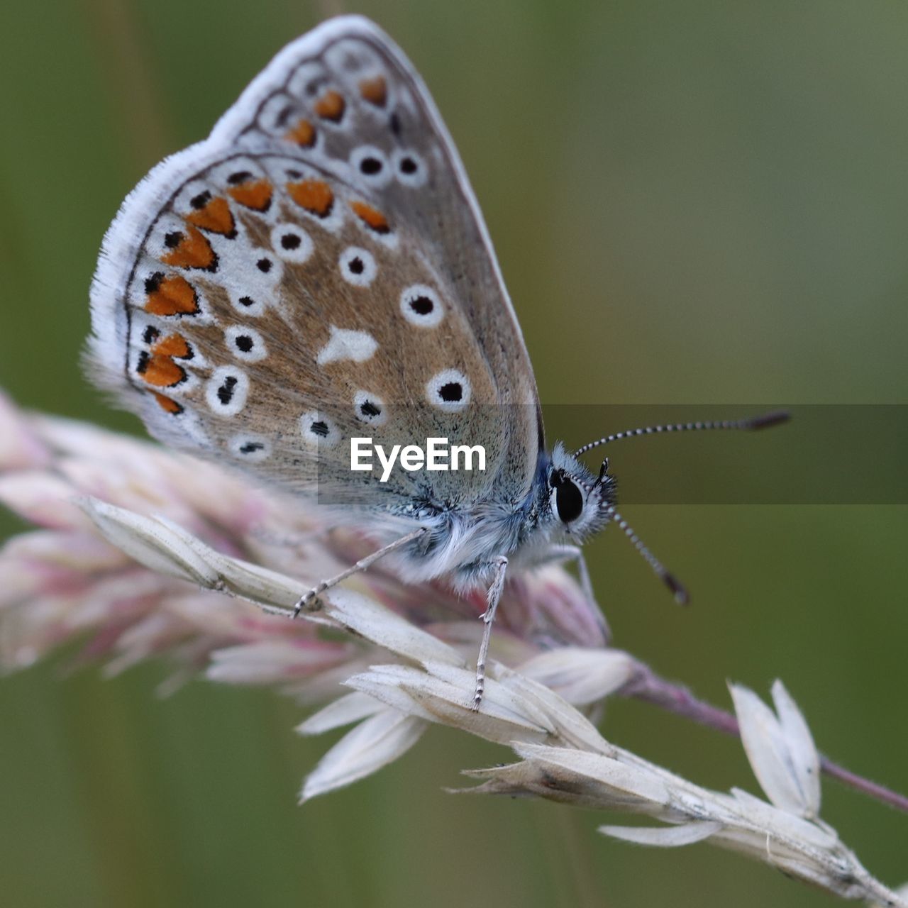 Close-up of butterfly pollinating flower