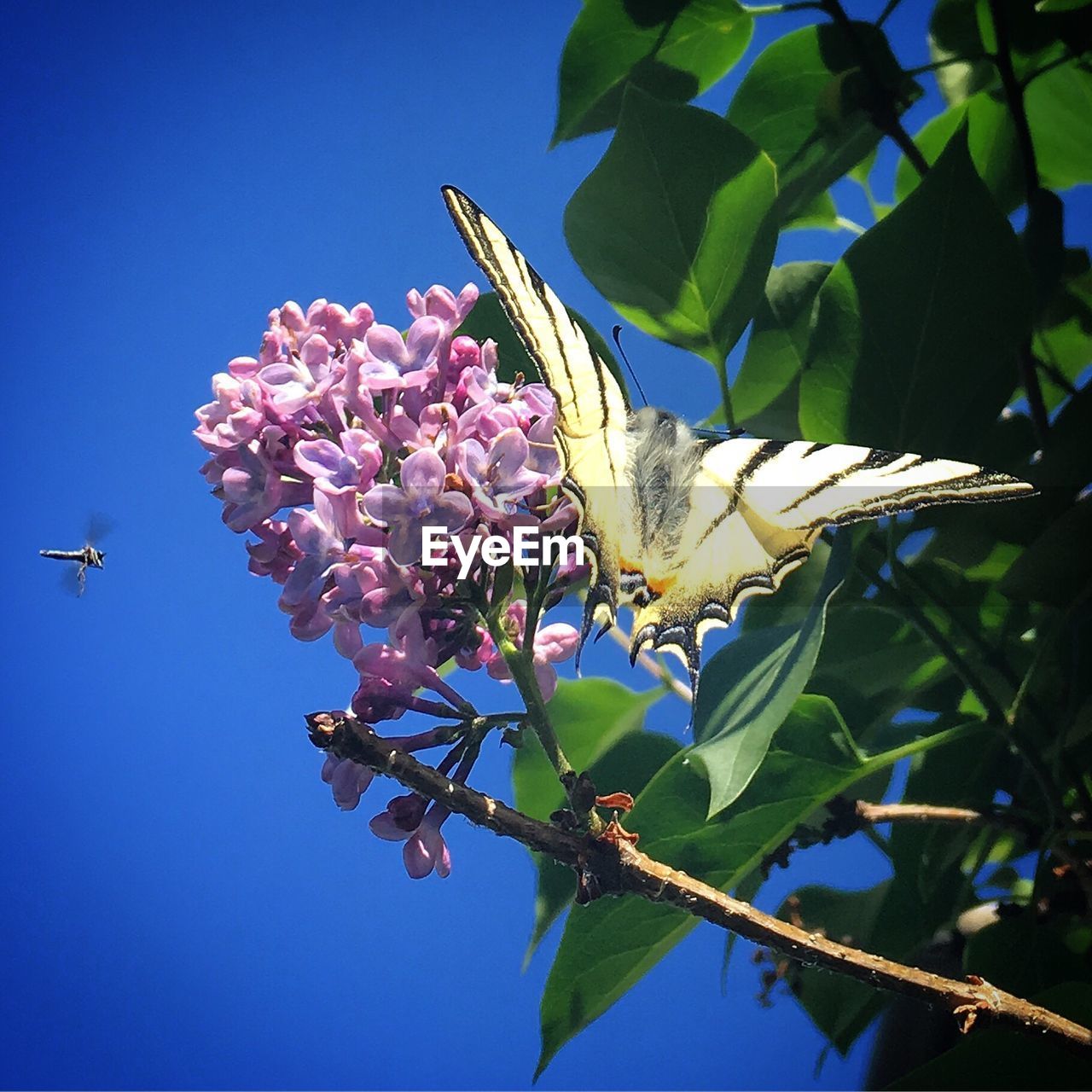 LOW ANGLE VIEW OF INSECT ON FLOWER AGAINST BLUE SKY