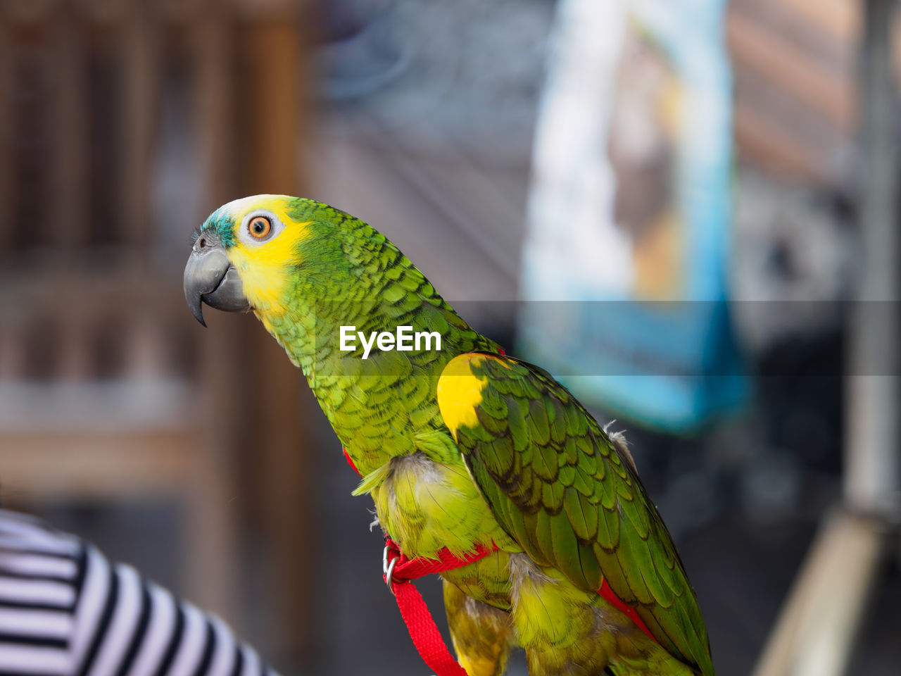 Portrait of a parrot