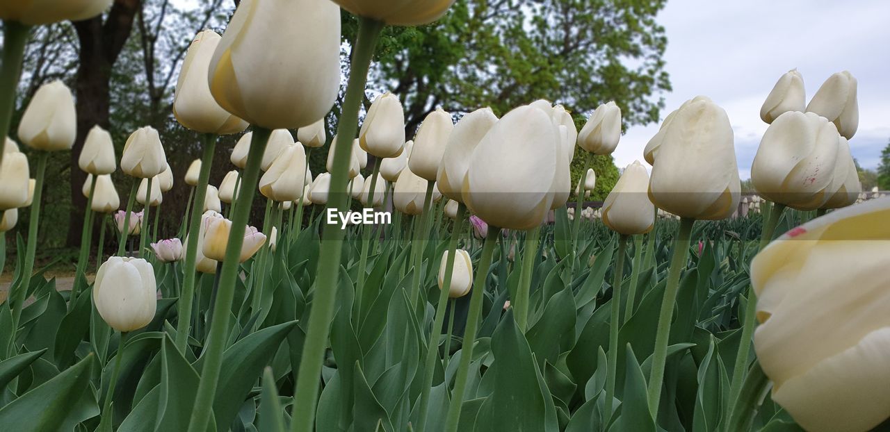 CLOSE-UP OF WHITE TULIPS GROWING IN FIELD