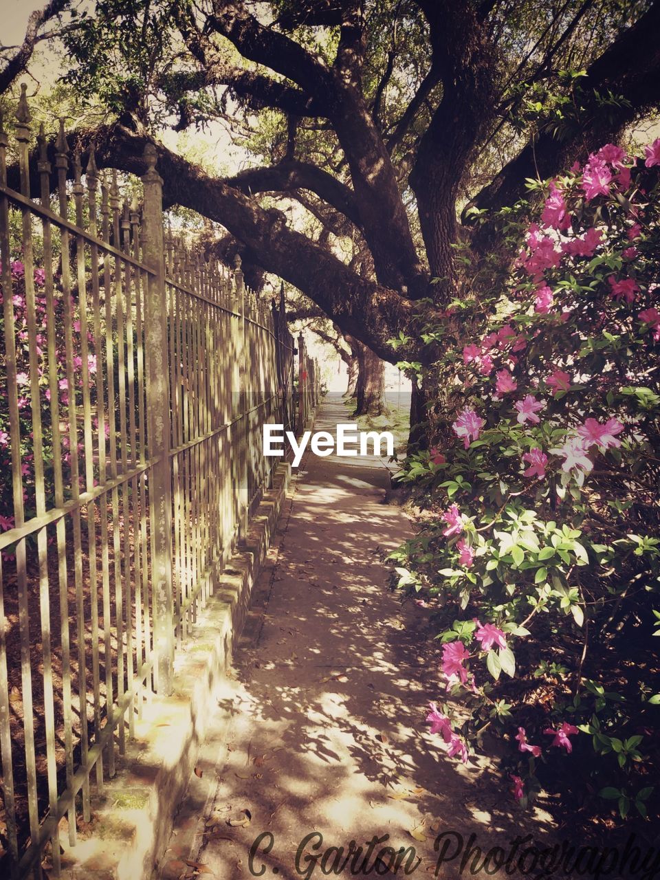 VIEW OF FLOWER TREE