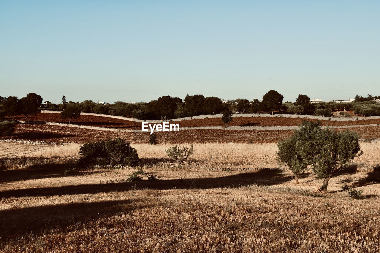 SCENIC VIEW OF AGRICULTURAL LANDSCAPE AGAINST CLEAR SKY