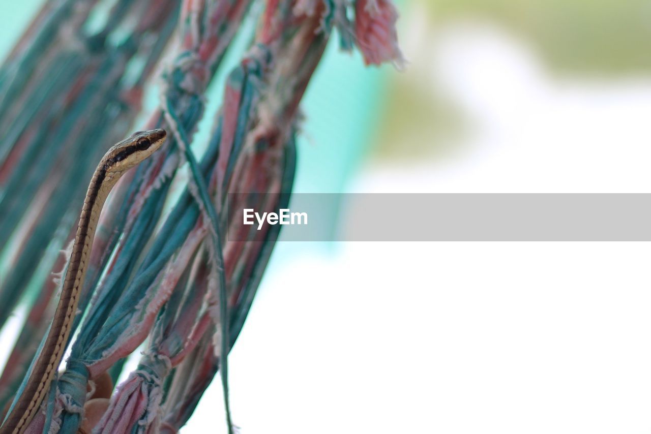 Close-up of rope tied to metal