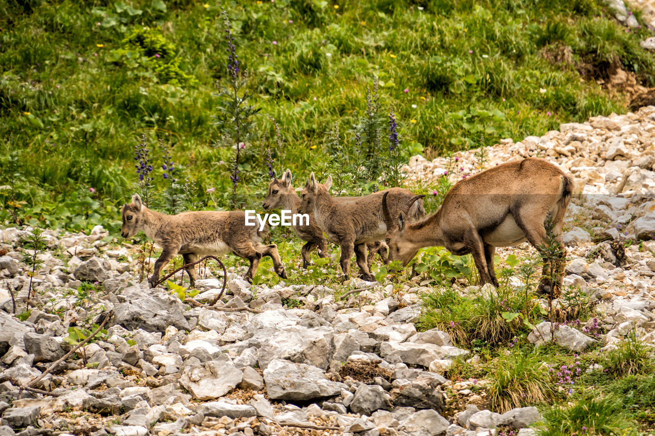 Alpine ibex with cubs