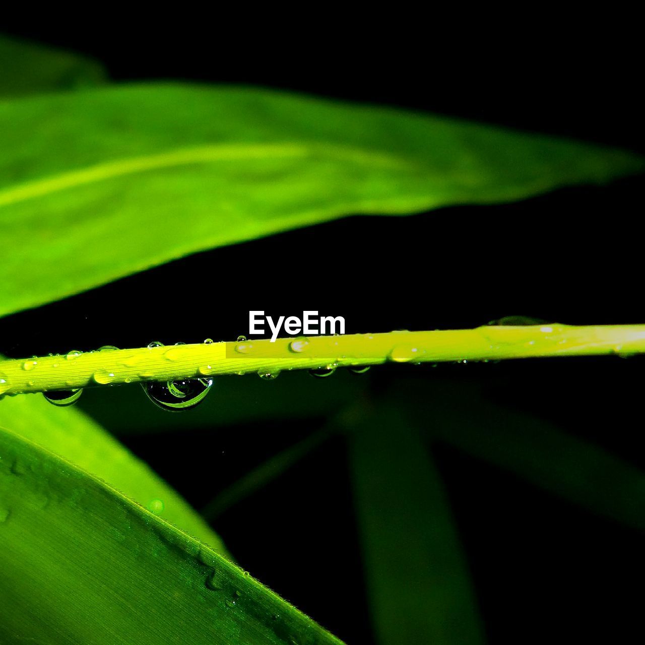 Close-up of water drops on leaf