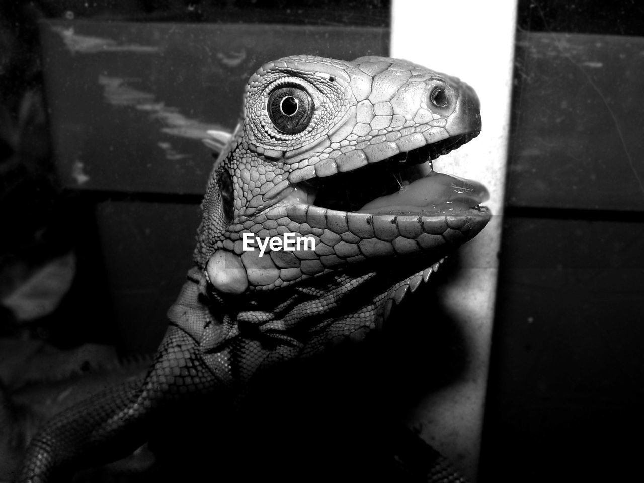 Close-up of snake head in the dark