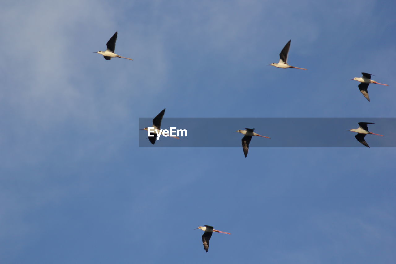 LOW ANGLE VIEW OF SEAGULLS FLYING AGAINST SKY