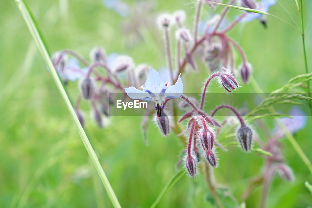 Close-up of flowers blooming outdoors