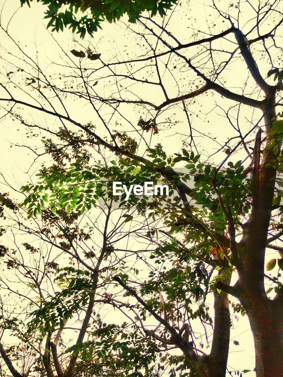 LOW ANGLE VIEW OF BRANCHES AGAINST SKY
