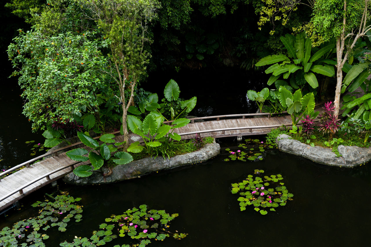 Wooden walkway leading through the pond