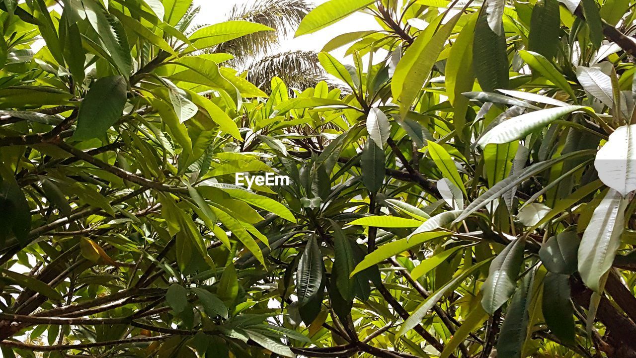 Low angle view of plants