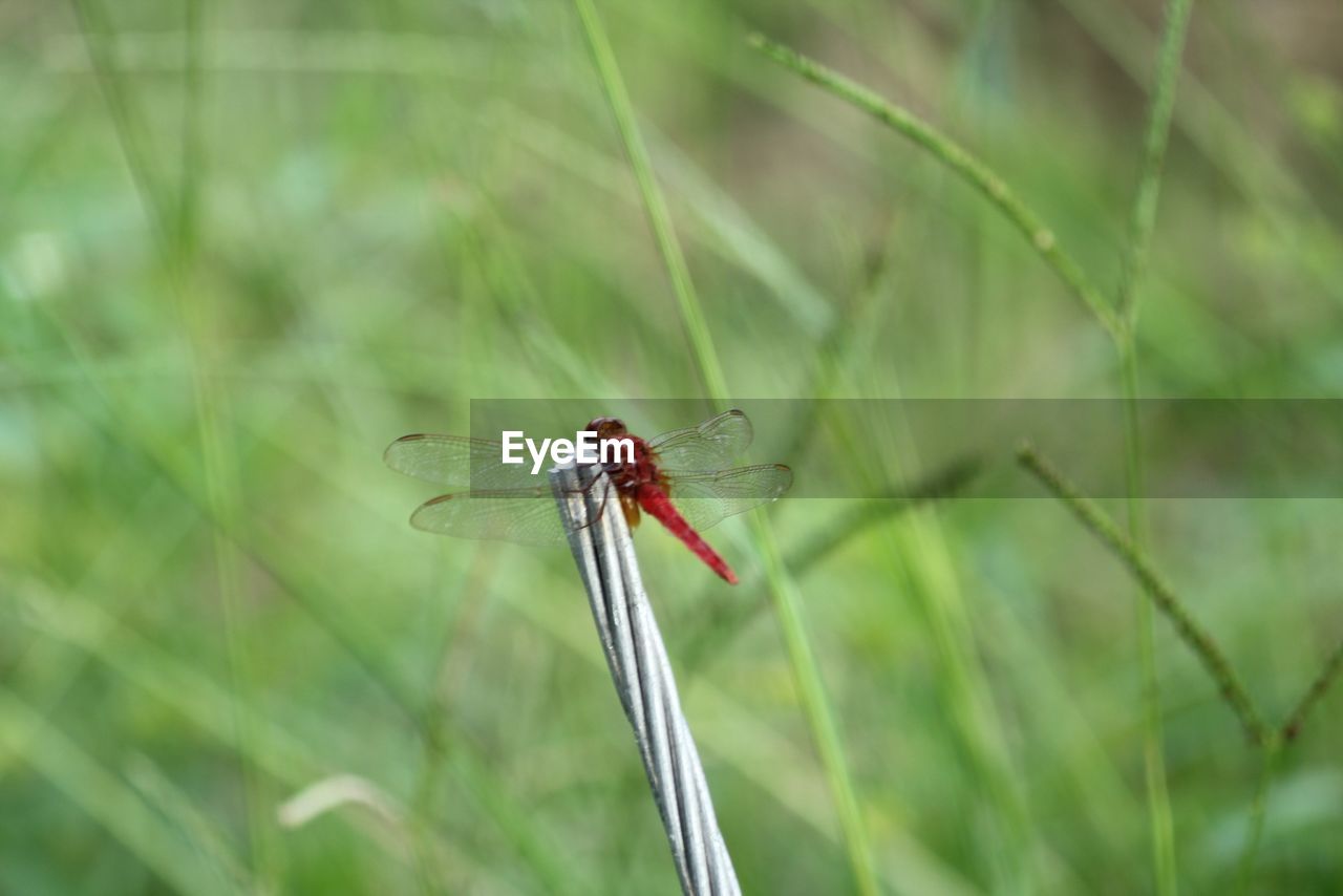 Red dragonfly on metal in field