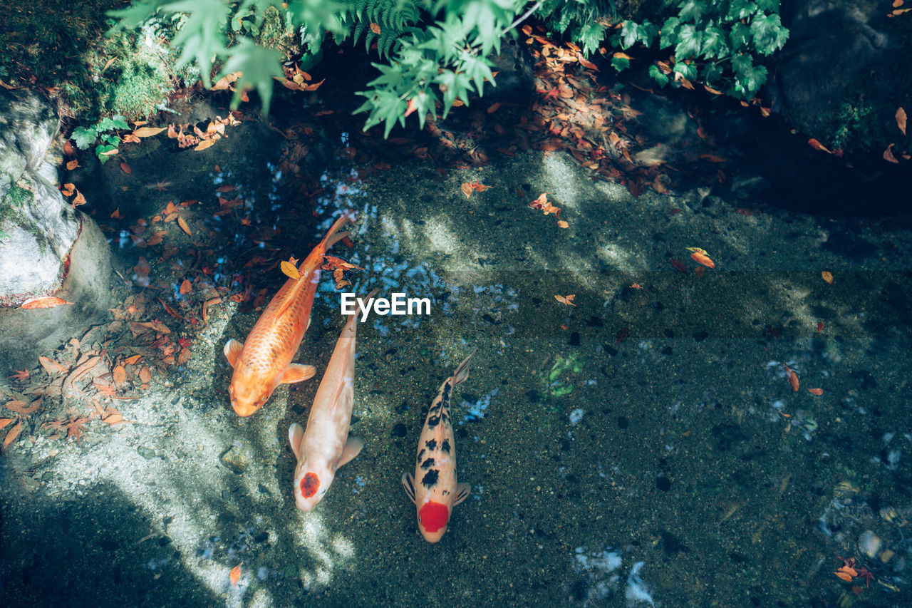 HIGH ANGLE VIEW OF FISHES IN SEA